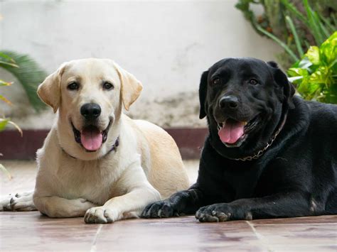 labrador retriever shed